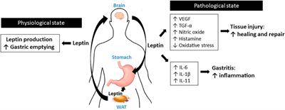 Role of Leptin in the Digestive System